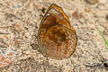 Common Castor Ariadne merione ginosa