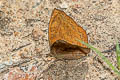 Common Castor Ariadne merione ginosa