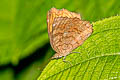 Common Castor Ariadne merione ginosa