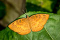 Common Castor Ariadne merione tapestrina