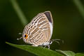 Common Cerulean Jamides celeno aelianus