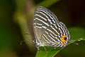 Common Cerulean Jamides celeno aelianus