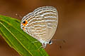 Common Cerulean Jamides celeno aelianus