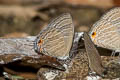 Common Cerulean Jamides celeno aelianus