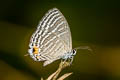 Common Cerulean Jamides celeno aelianus