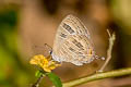 Common Cerulean Jamides celeno aelianus