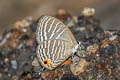 Common Cerulean Jamides celeno aelianus