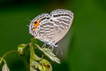 Common Cerulean Jamides celeno aelianus