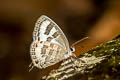 Common Cerulean Jamides celeno aelianus