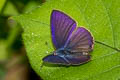 Common Ciliate Blue Anthene emolus emolus