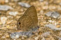 Common Ciliate Blue Anthene emolus emolus