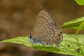 Common Ciliate Blue Anthene emolus emolus