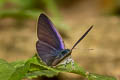 Common Ciliate Blue Anthene emolus emolus