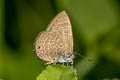 Common Ciliate Blue Anthene emolus emolus