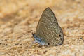 Common Ciliate Blue Anthene emolus emolus