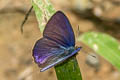 Common Ciliate Blue Anthene emolus emolus