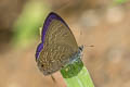 Common Ciliate Blue Anthene emolus emolus