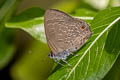 Common Ciliate Blue Anthene emolus emolus