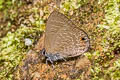 Common Ciliate Blue Anthene emolus goberus