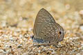 Common Ciliate Blue Anthene emolus goberus