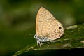 Common Ciliate Blue Anthene emolus goberus