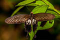 Common Clubtail Losaria doubledayi doubledayi