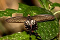 Common Clubtail Losaria doubledayi doubledayi