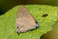 Common Cornelian Deudorix epijarbas epijarbas