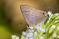 Common Cornelian Deudorix epijarbas epijarbas