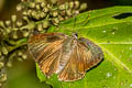 Common Cornelian Deudorix epijarbas epijarbas