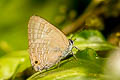 Common Cornelian Deudorix epijarbas epijarbas