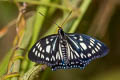 Common Courtesan Euripus nyctelius nyctelius