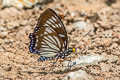 Common Courtesan Euripus nyctelius nyctelius