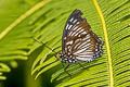 Common Courtesan Euripus nyctelius euploeoides