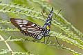 Common Courtesan Euripus nyctelius euploeoides