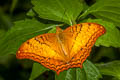 Common Cruiser Vindula erota erota