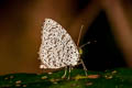 Common Darkie Allotinus horsfieldi permagnus