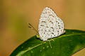 Common Darkie Allotinus horsfieldi permagnus