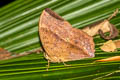 Common Duffer Discophora sondaica zal