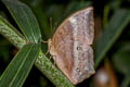 Common Duffer Discophora sondaica zal