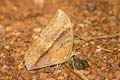 Common Duffer Discophora sondaica zal