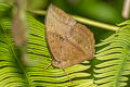 Common Duffer Discophora sondaica despoliata