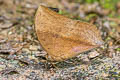 Common Duffer Discophora sondaica despoliata