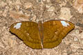 Common Earl Tanaecia julii odilina