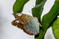 Common Earl Tanaecia julii odilina
