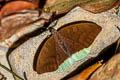 Common Earl Tanaecia julii odilina