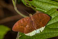 Common Earl Tanaecia julii odilina