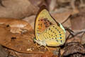 Common Earl Tanaecia julii odilina