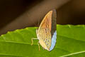 Common Earl Tanaecia julii xiphiones