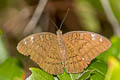 Common Earl Tanaecia julii xiphiones